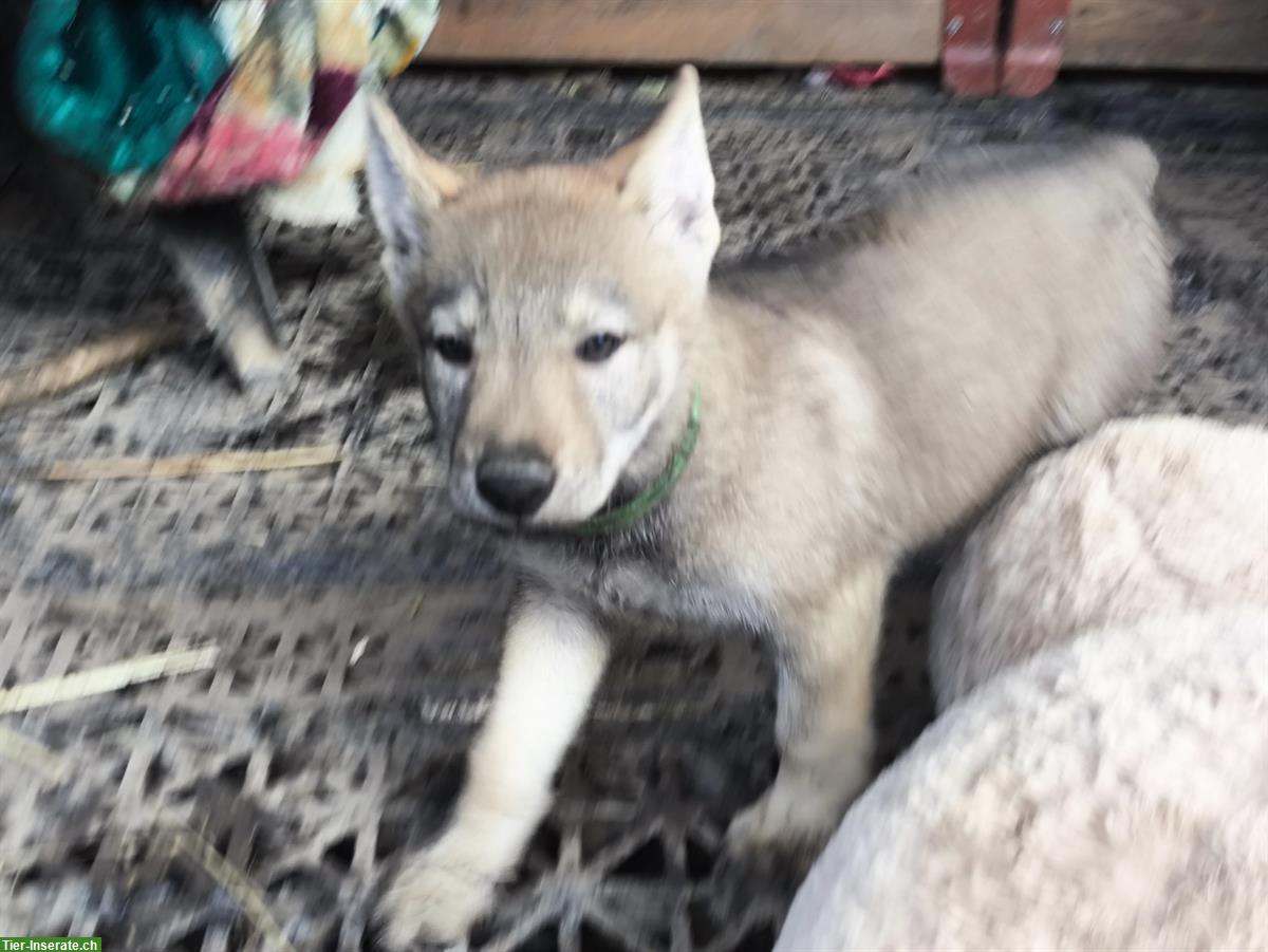 Bild 7: Reinrassige Tschechoslowakische Wolfhund Welpen