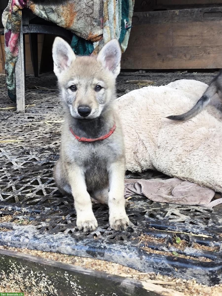 Bild 8: Reinrassige Tschechoslowakische Wolfhund Welpen