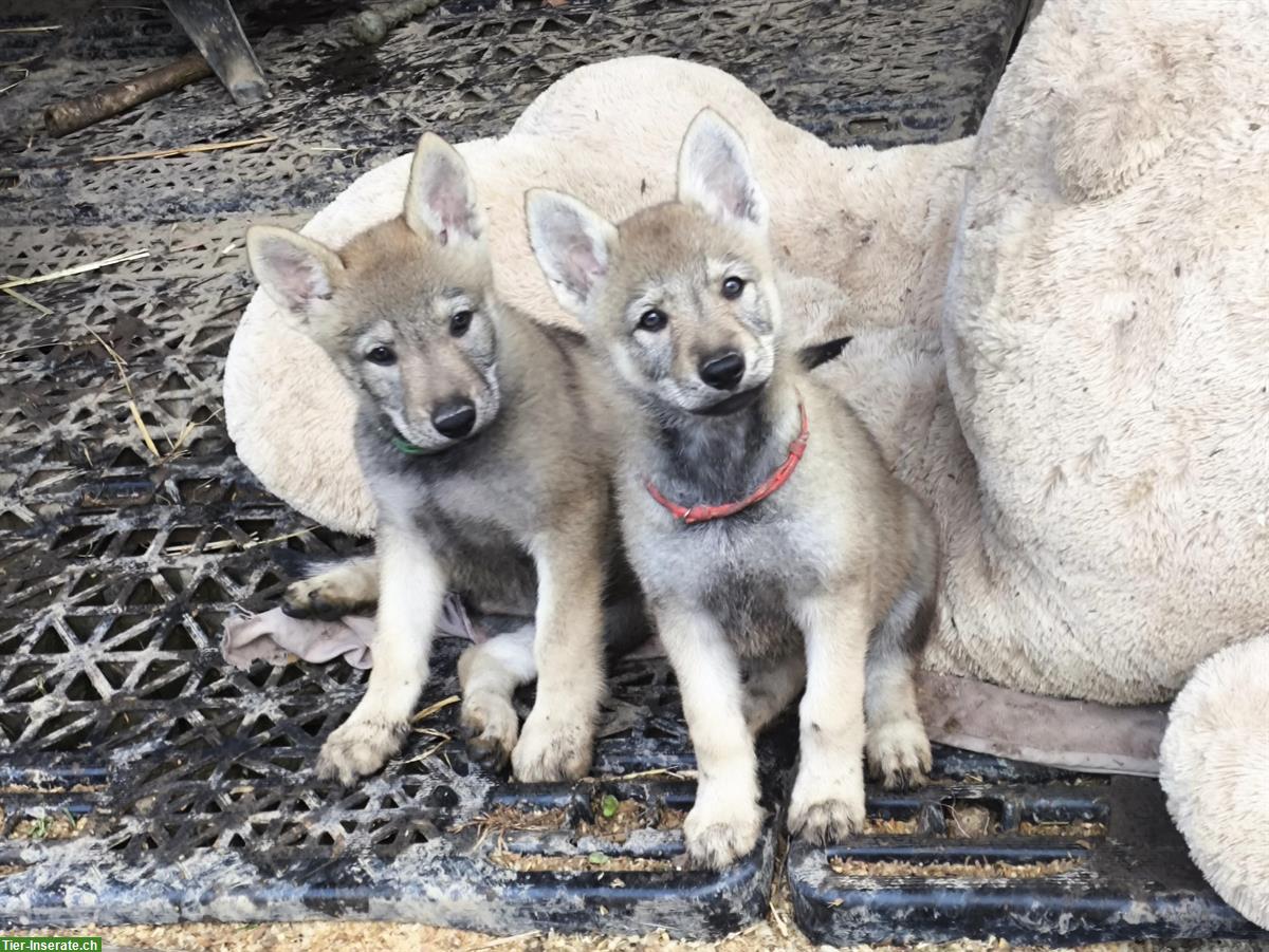 Bild 9: Reinrassige Tschechoslowakische Wolfhund Welpen