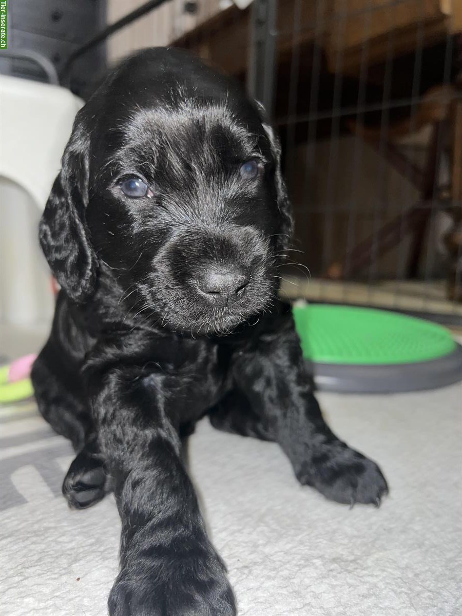 Bild 4: Wunderschöne Cockapoo F2 Welpen abzugeben