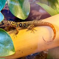 Taggeckos mit Exo Terra Terrarium zu verkaufen