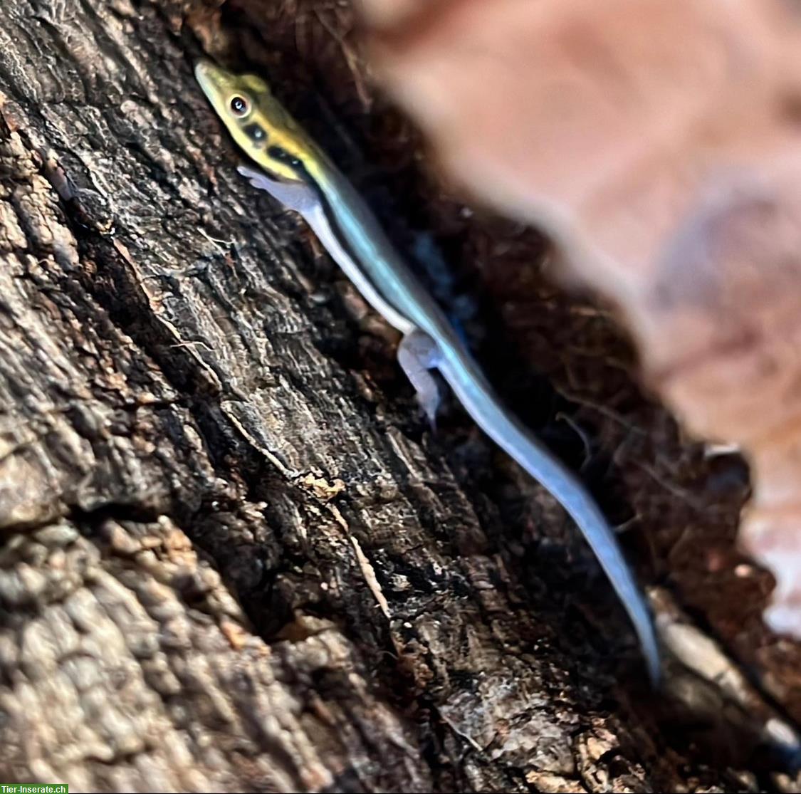 Bild 3: Taggeckos mit Exo Terra Terrarium zu verkaufen