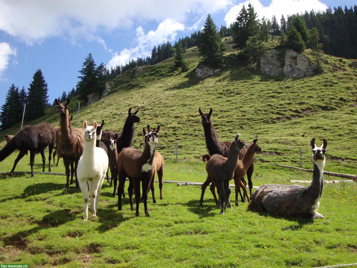 Lamas Typ Classic zu verkaufen