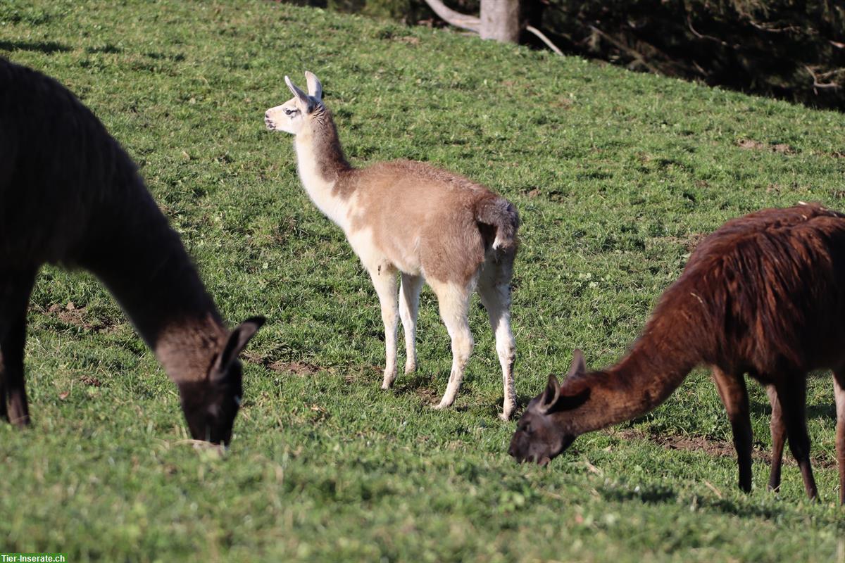 Bild 2: Lamas Typ Classic zu verkaufen