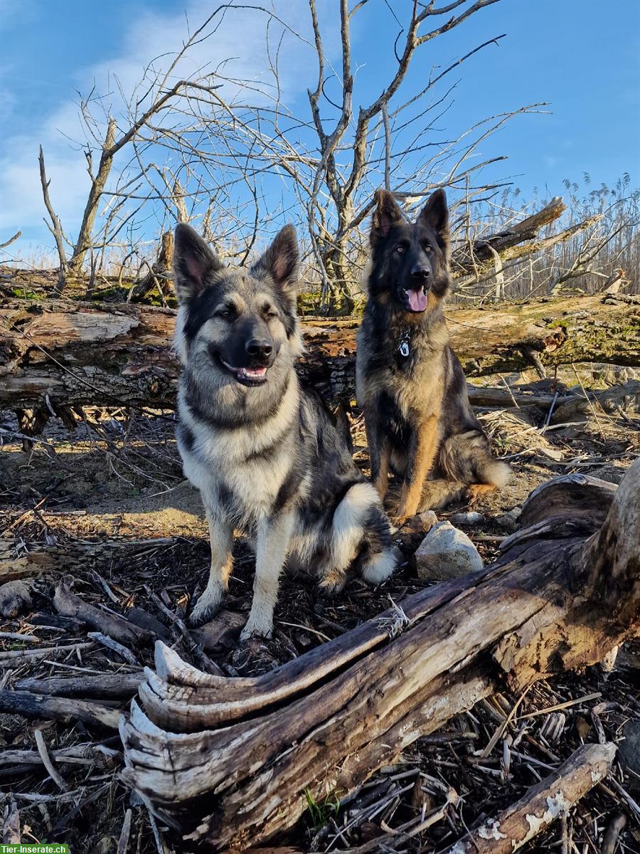 Altdeutsche Schäferhunde Welpen