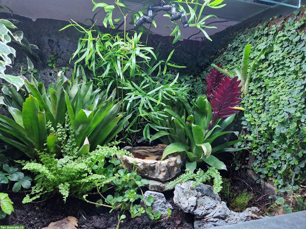 Bild 2: Terrarium 80x50x50cm mit Regenanlage zu verkaufen