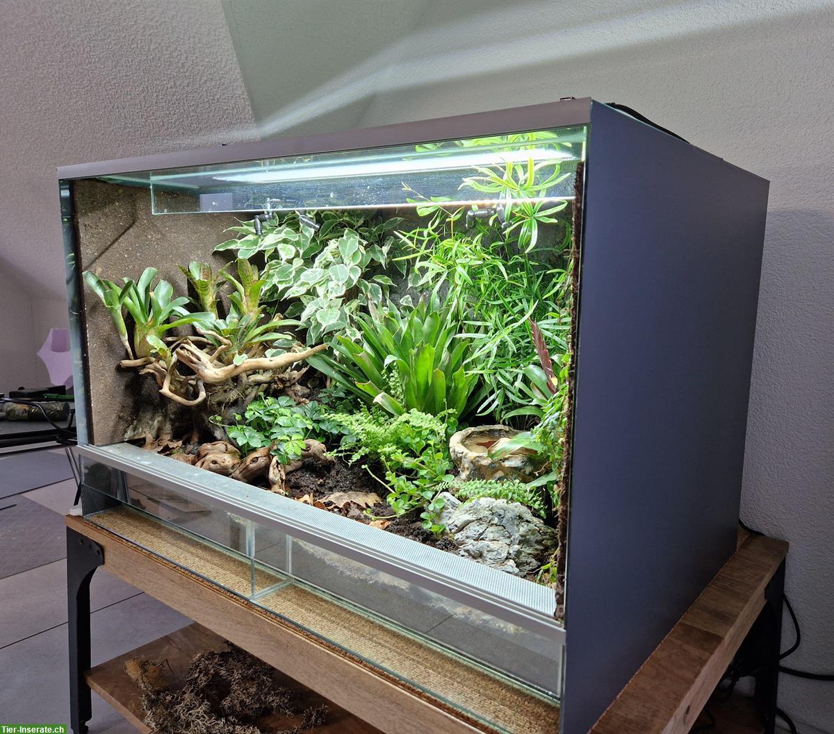 Bild 3: Terrarium 80x50x50cm mit Regenanlage zu verkaufen