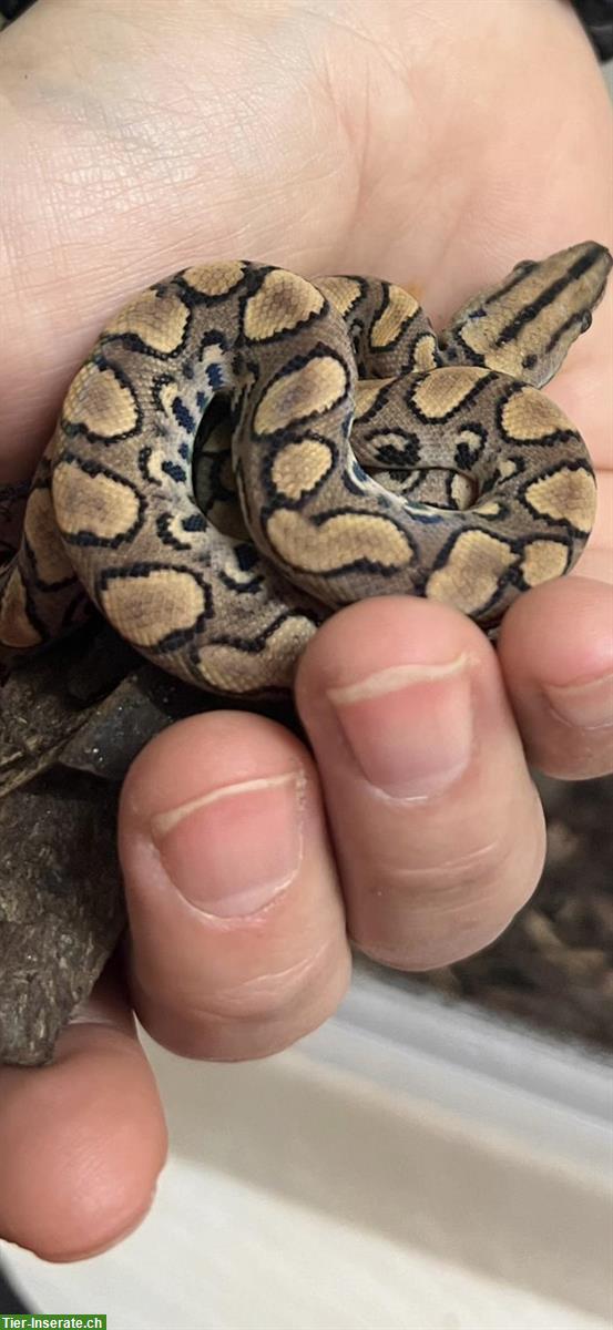 Bild 8: Regenbogenboa Schlangenbabys noch 5 Stück zu verkaufen