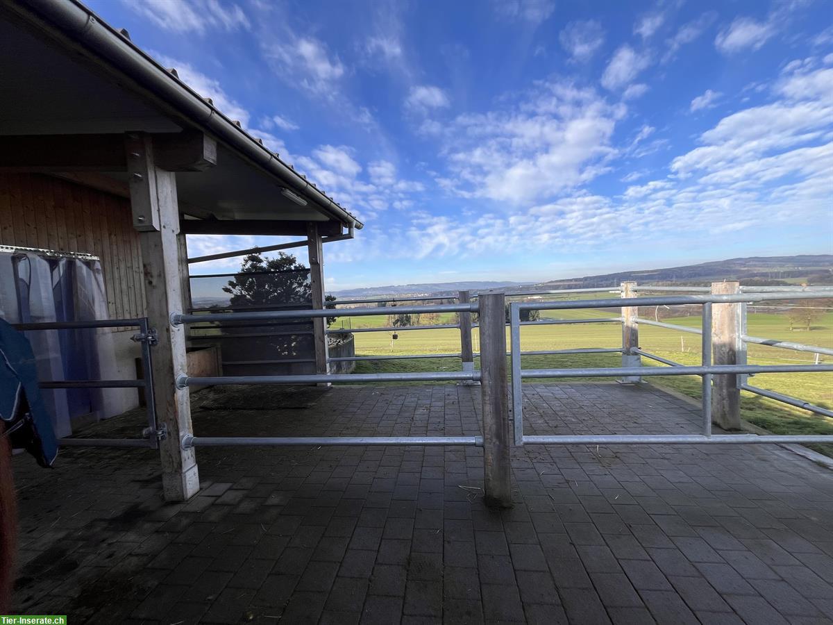 Auslaufboxe frei, Stall Sulzberg in Inwil LU