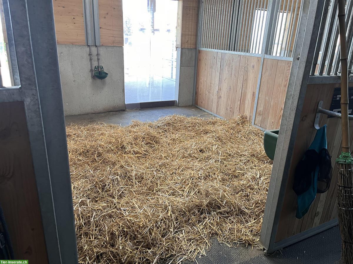 Bild 3: Auslaufboxe frei, Stall Sulzberg in Inwil LU