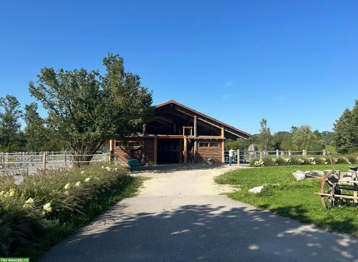 Freier Platz in einer Doppelauslaufbox in Bischofszell, Thurgau