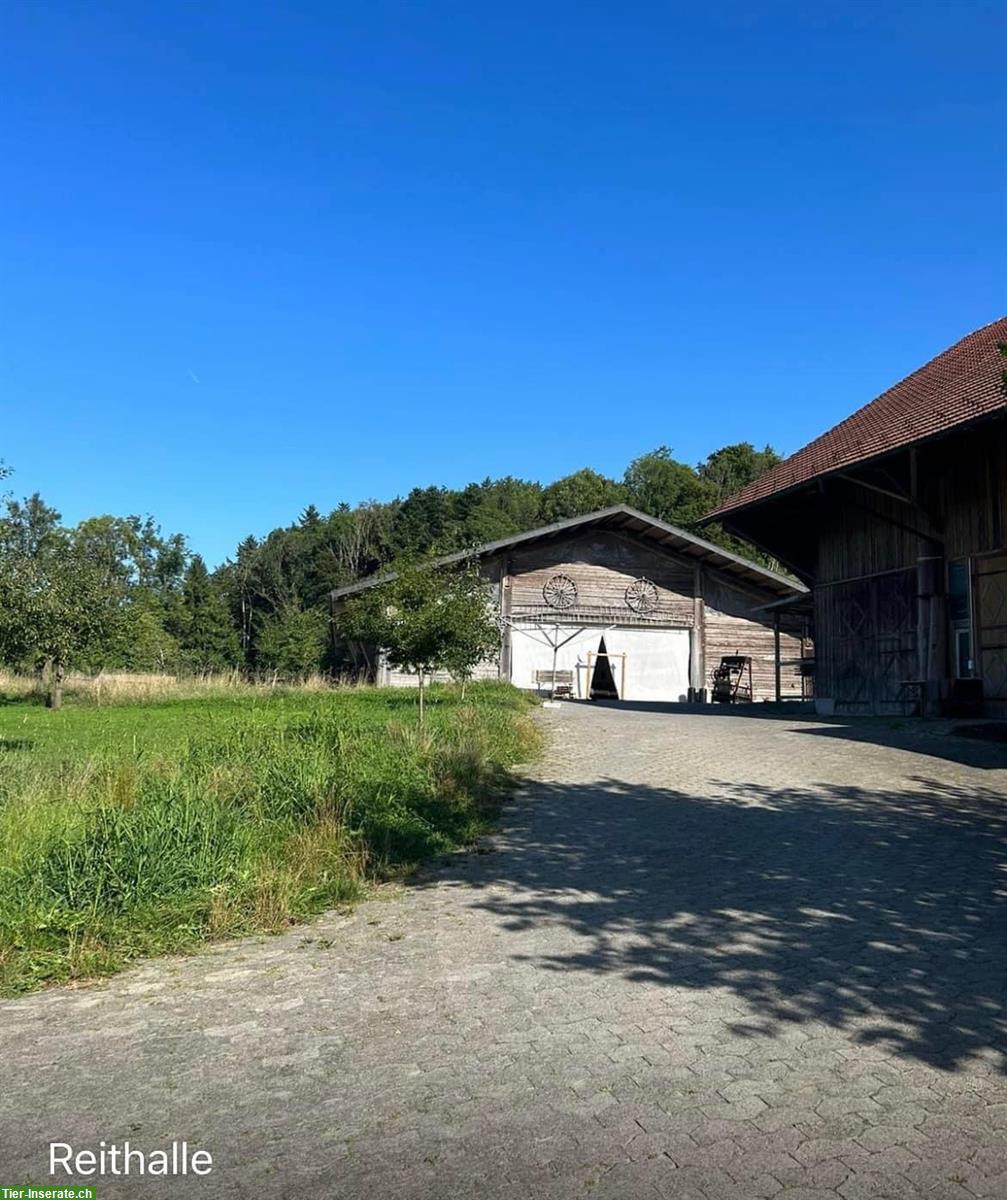 Bild 10: Freier Platz in einer Doppelauslaufbox in Bischofszell, Thurgau