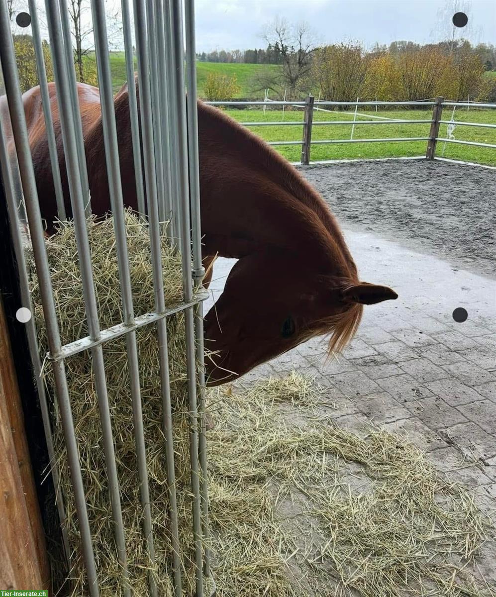 Bild 7: Freier Platz in einer Doppelauslaufbox in Bischofszell, Thurgau