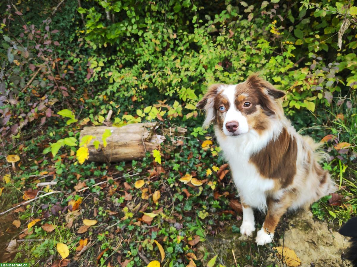 Bild 5: Miniature Australian Shepherd Welpen