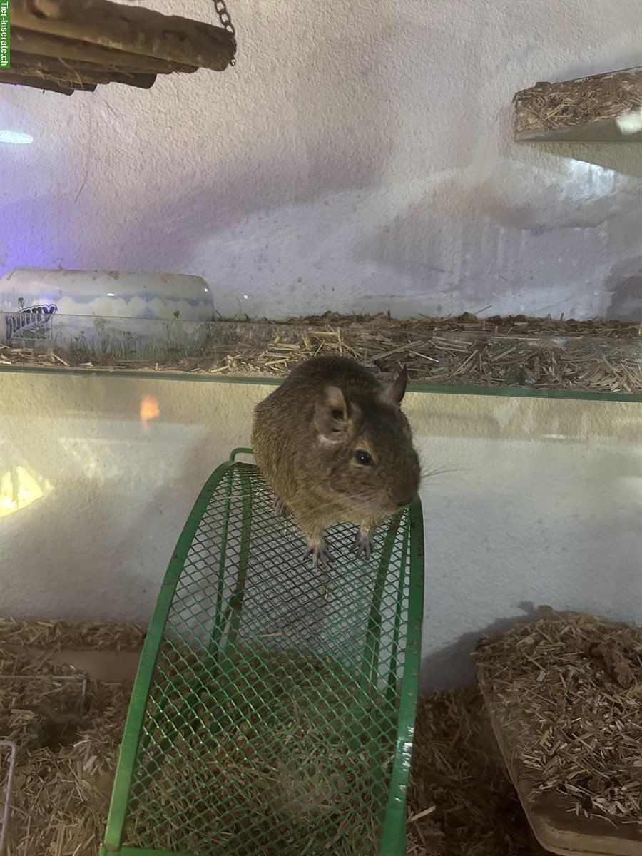 Bild 2: 2 Degu Weibchen mit grossem Terrarium suchen neues Plätzchen