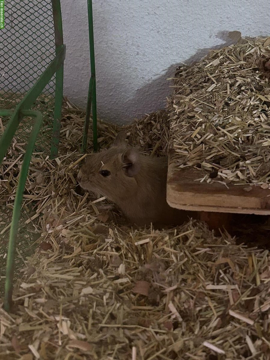 Bild 3: 2 Degu Weibchen mit grossem Terrarium suchen neues Plätzchen