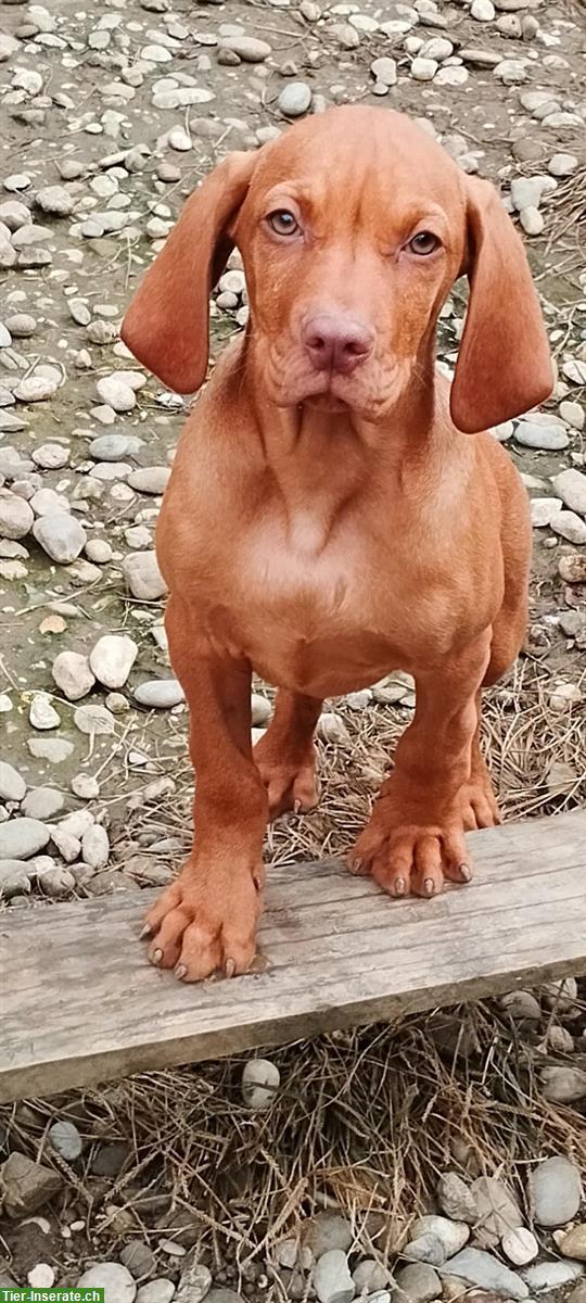 Magyar Vizsla Welpen, männlich mit FCI-Ahnentafel