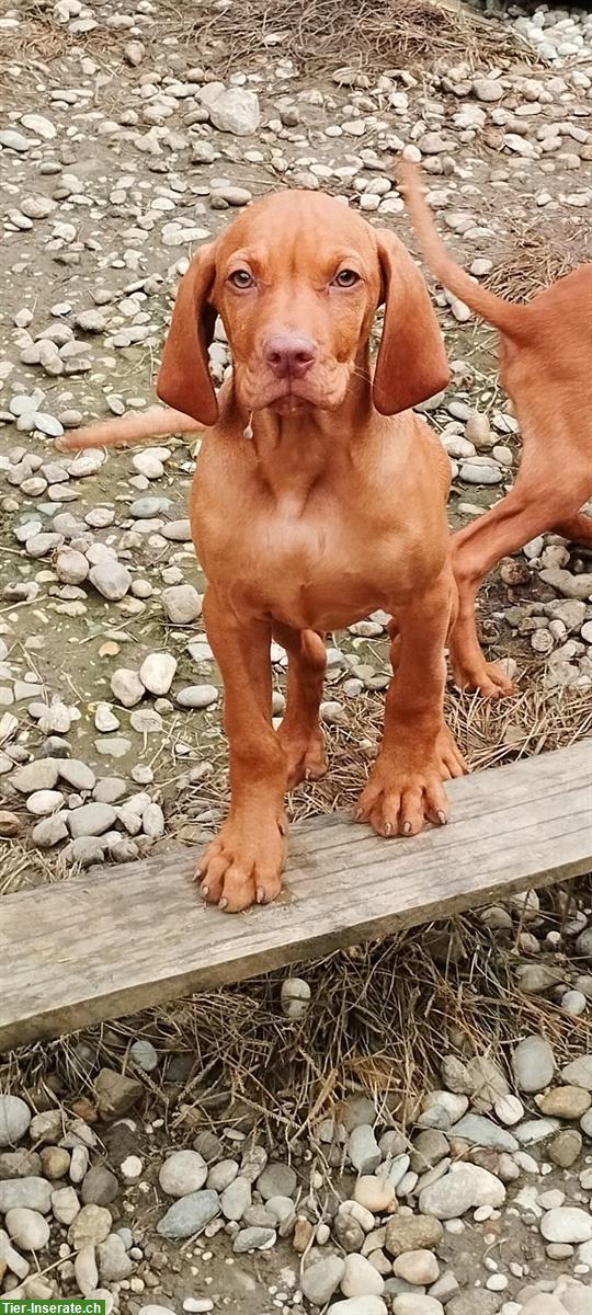 Bild 2: Magyar Vizsla Welpen, männlich mit FCI-Ahnentafel