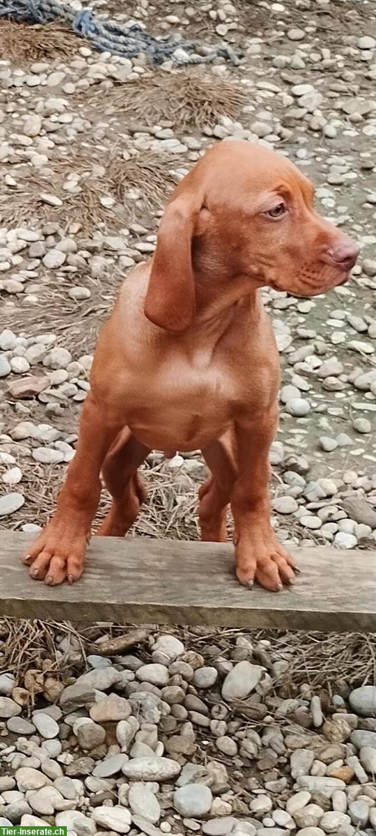 Bild 3: Magyar Vizsla Welpen, männlich mit FCI-Ahnentafel