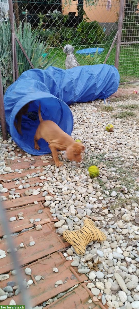 Bild 5: Magyar Vizsla Welpen, männlich mit FCI-Ahnentafel