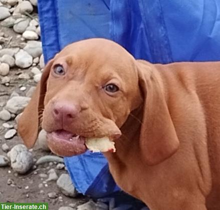 Bild 7: Magyar Vizsla Welpen, männlich mit FCI-Ahnentafel