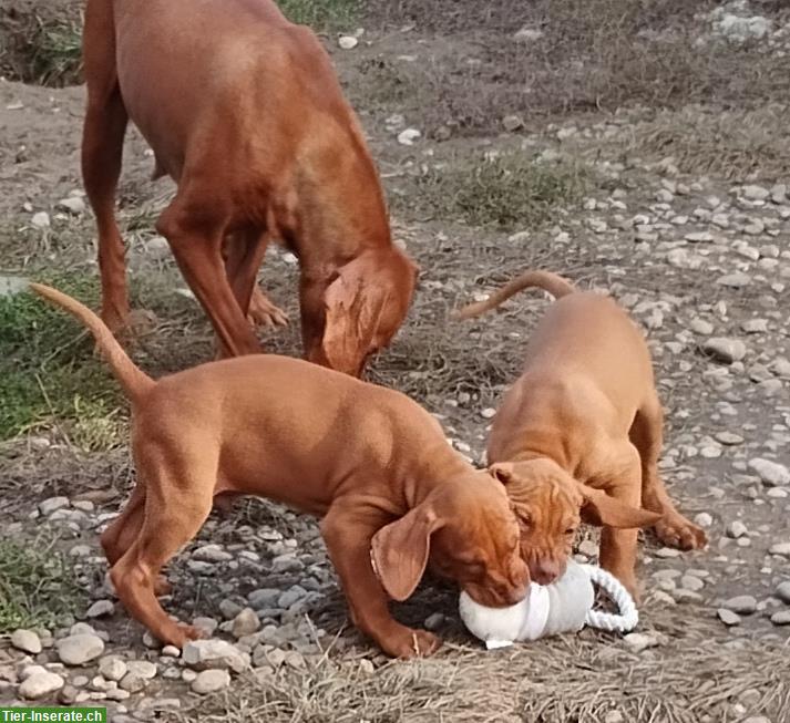 Bild 8: Magyar Vizsla Welpen, männlich mit FCI-Ahnentafel