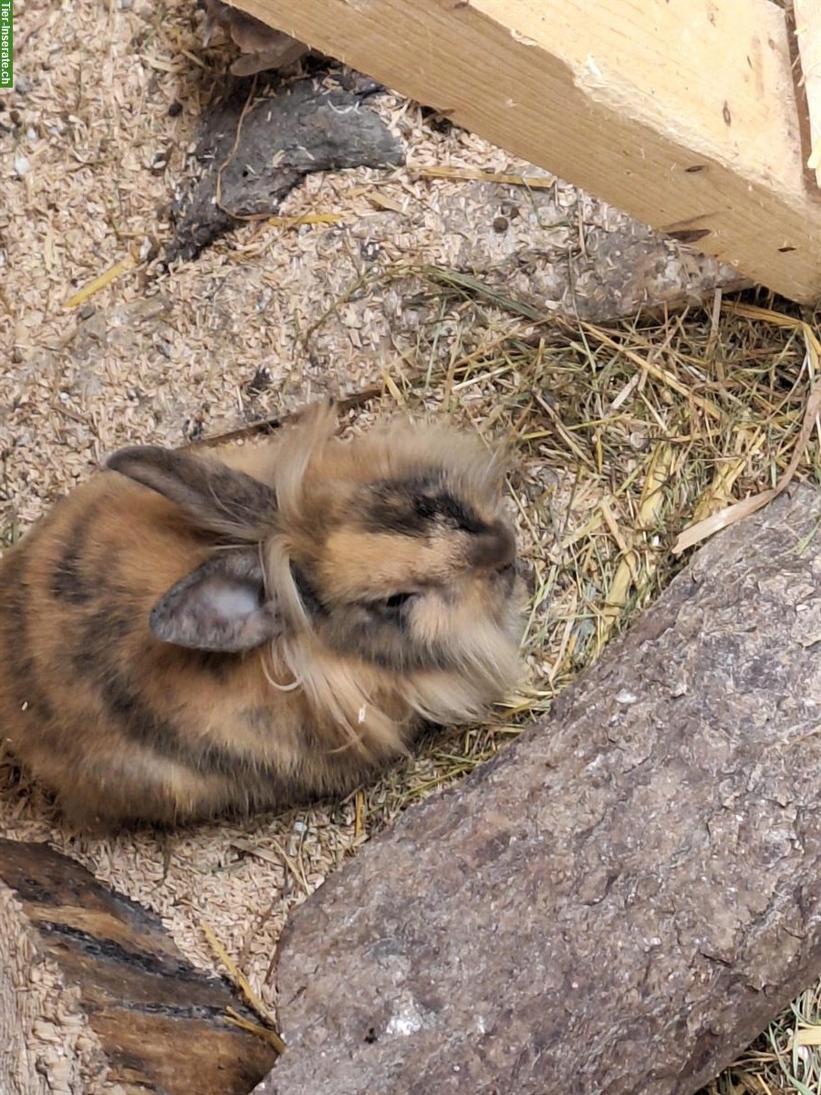 Bild 2: Zwergkaninchen zusammen abzugeben