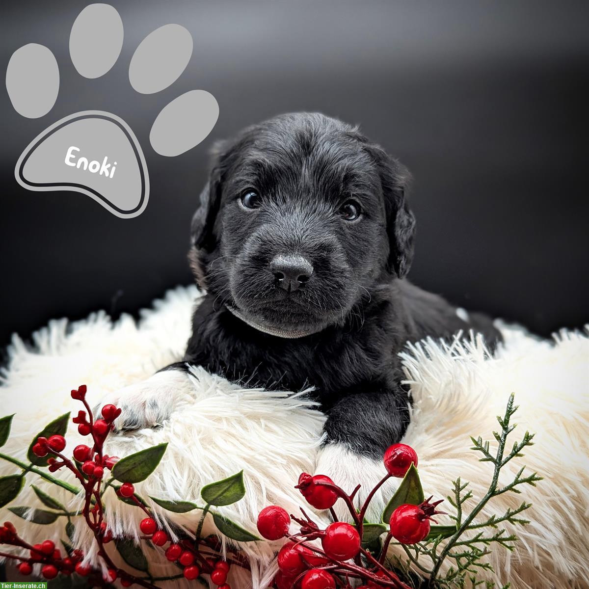 Bild 3: F1 Labradoodle Welpen, schwarz zu verkaufen