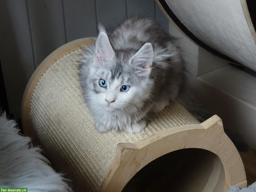 Bild 3: Junge Maine Coon Kitten mit Stammbaum