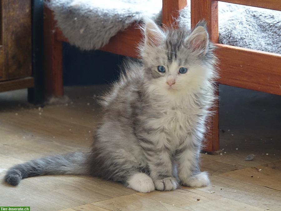 Bild 5: Junge Maine Coon Kitten mit Stammbaum