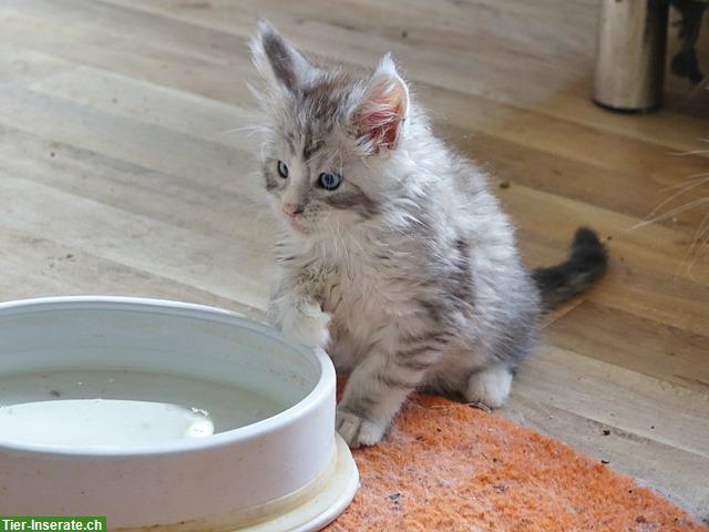 Bild 6: Junge Maine Coon Kitten mit Stammbaum