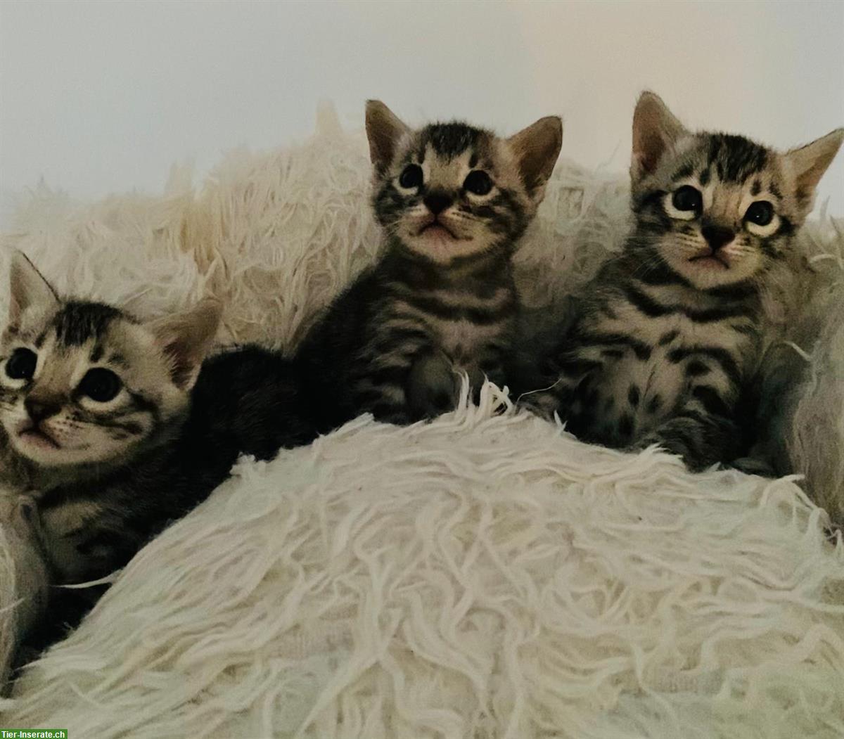 Bild 10: Bengal Katzen Kitten in braun und silver