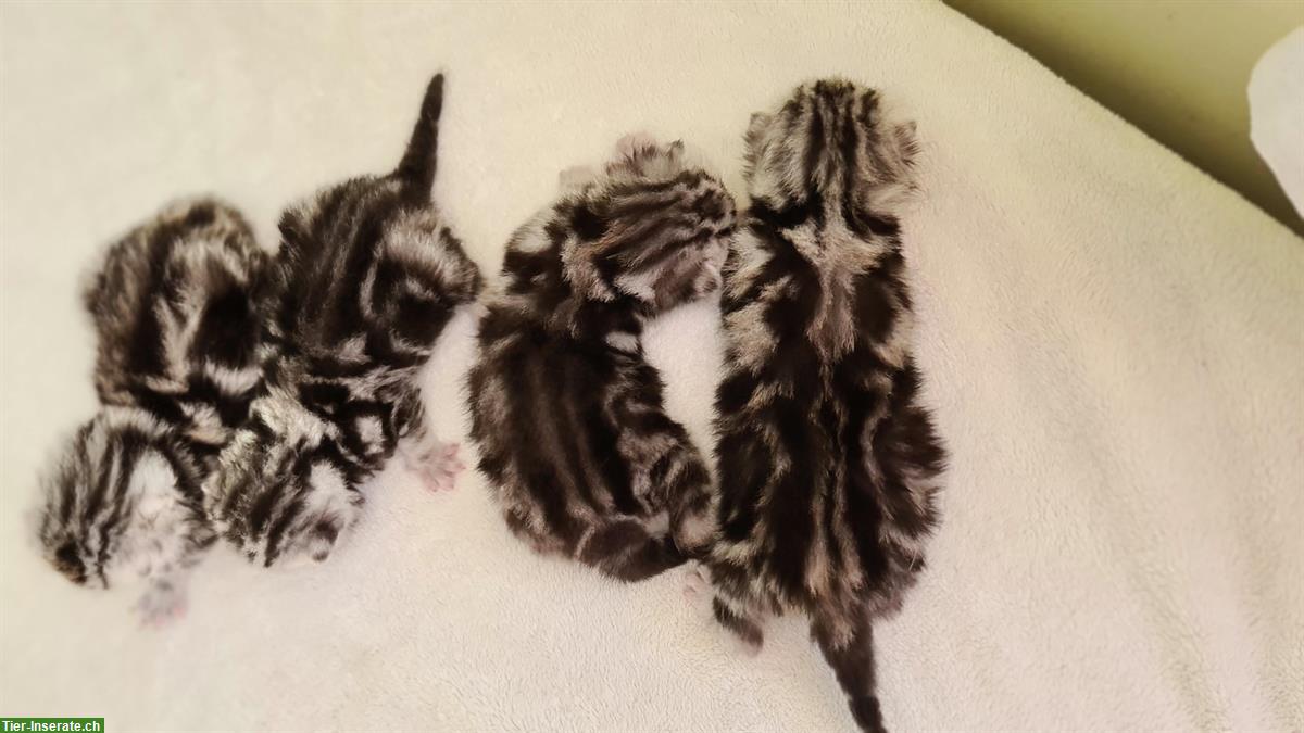 Bild 2: BKH, Britisch Kurzhaar Kitten silber tabby, Whiskas