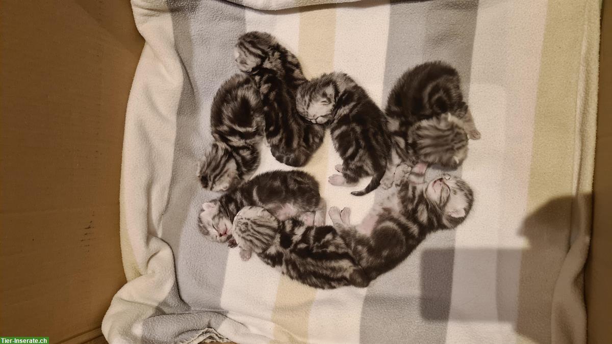 Bild 3: BKH, Britisch Kurzhaar Kitten silber tabby, Whiskas