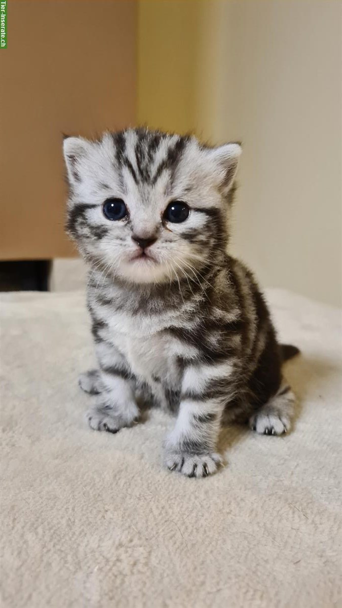 Bild 4: BKH, Britisch Kurzhaar Kitten silber tabby, Whiskas