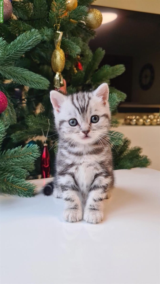 Bild 6: BKH, Britisch Kurzhaar Kater Kitten silber tabby, Whiskas mit Stammbaum