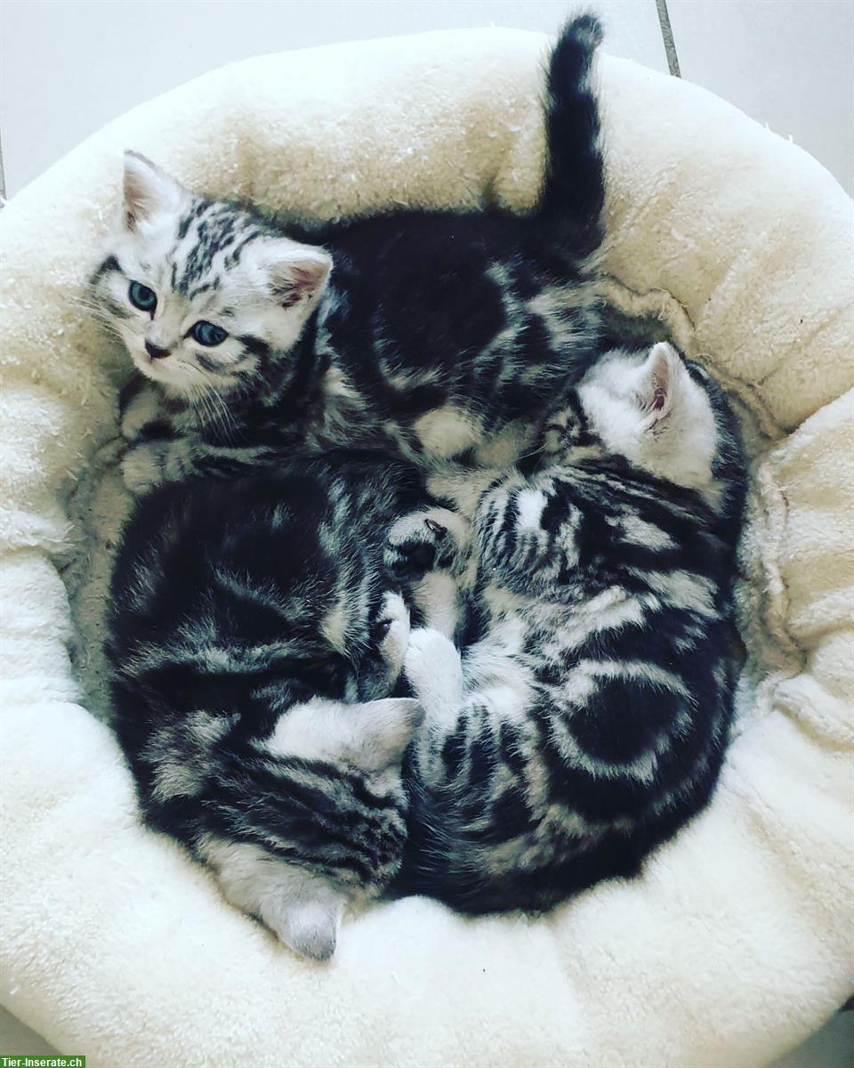 Bild 9: BKH, Britisch Kurzhaar Kater Kitten silber tabby, Whiskas mit Stammbaum