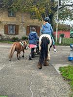 Ponyreiten für Kinder und auch Kindergeburtstage