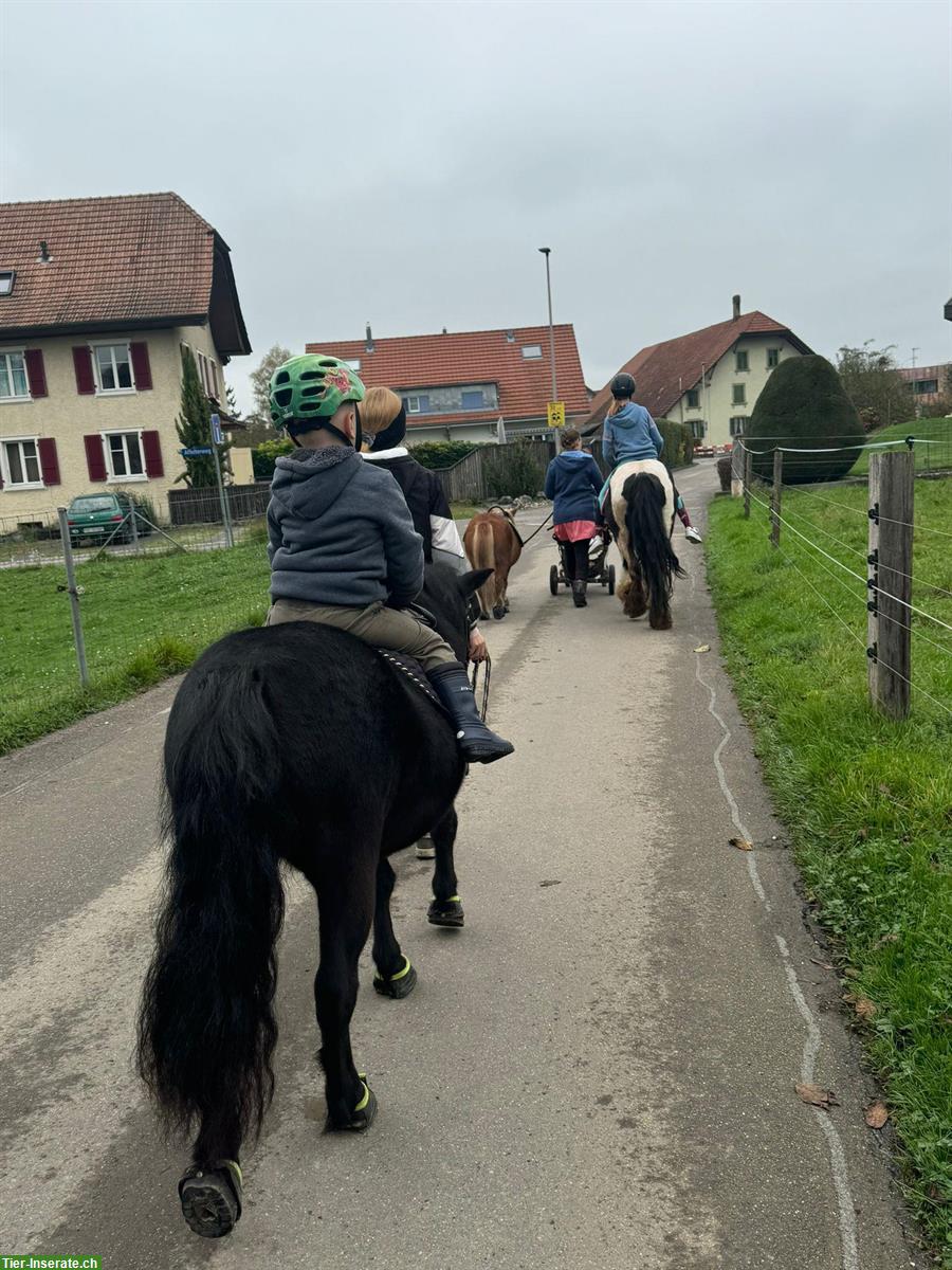 Bild 2: Ponyreiten für Kinder und auch Kindergeburtstage