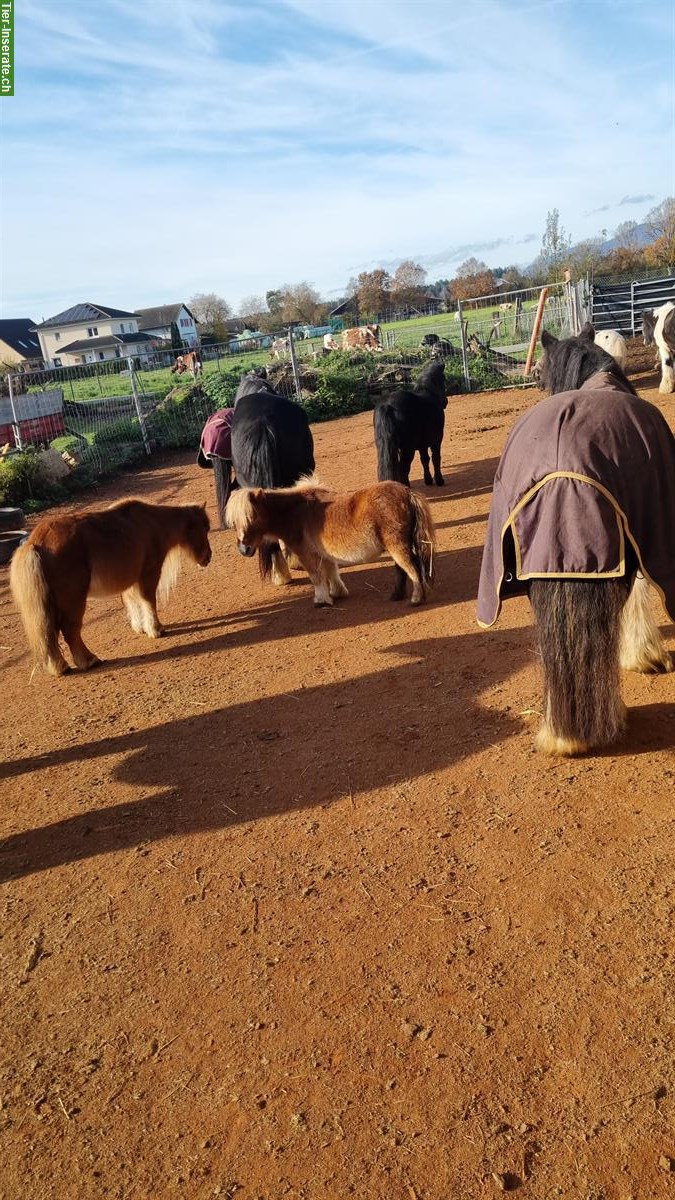 Bild 3: Ponyreiten für Kinder und auch Kindergeburtstage