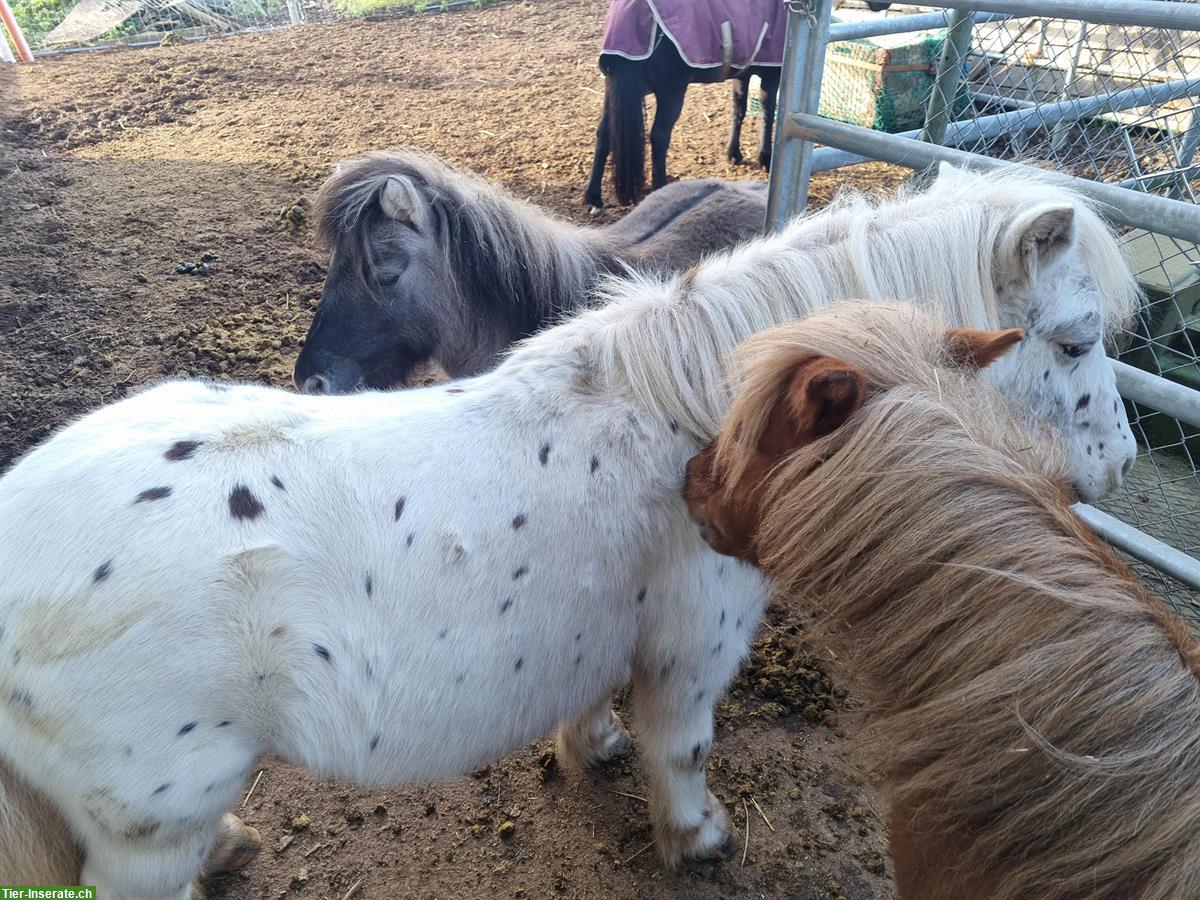 Bild 4: Ponyreiten für Kinder und auch Kindergeburtstage