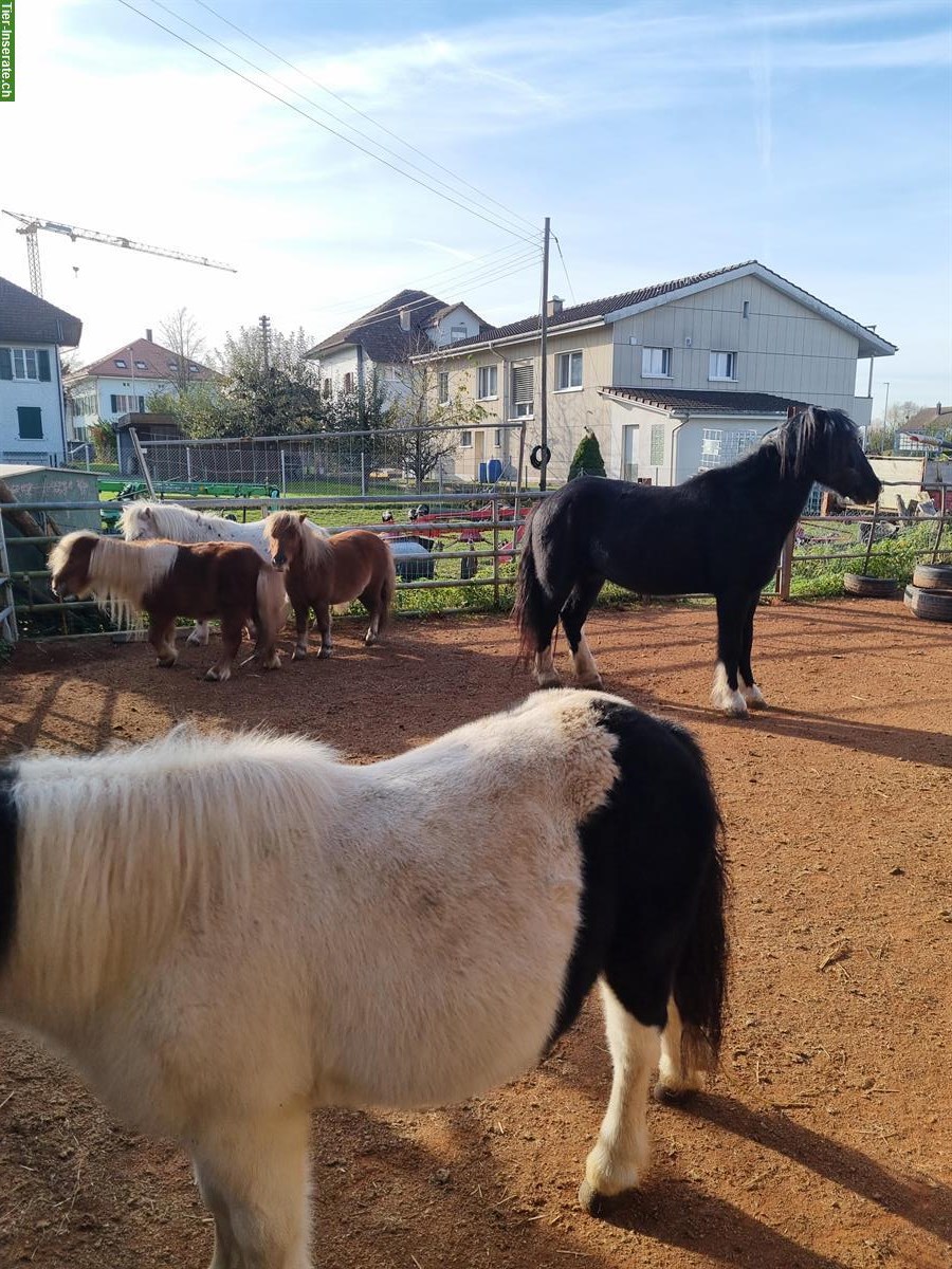 Bild 5: Ponyreiten für Kinder und auch Kindergeburtstage