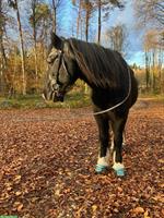 Fahr-/Pflege-/Spazierbeteiligung für Ponys in Deitingen SO