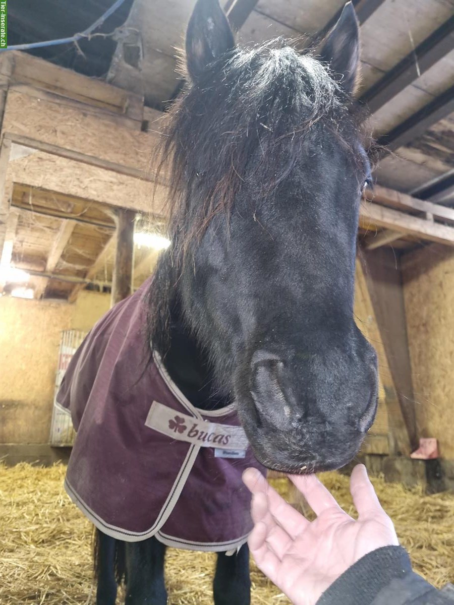 Bild 2: Fahr-/Pflege-/Spazierbeteiligung für Ponys in Deitingen SO