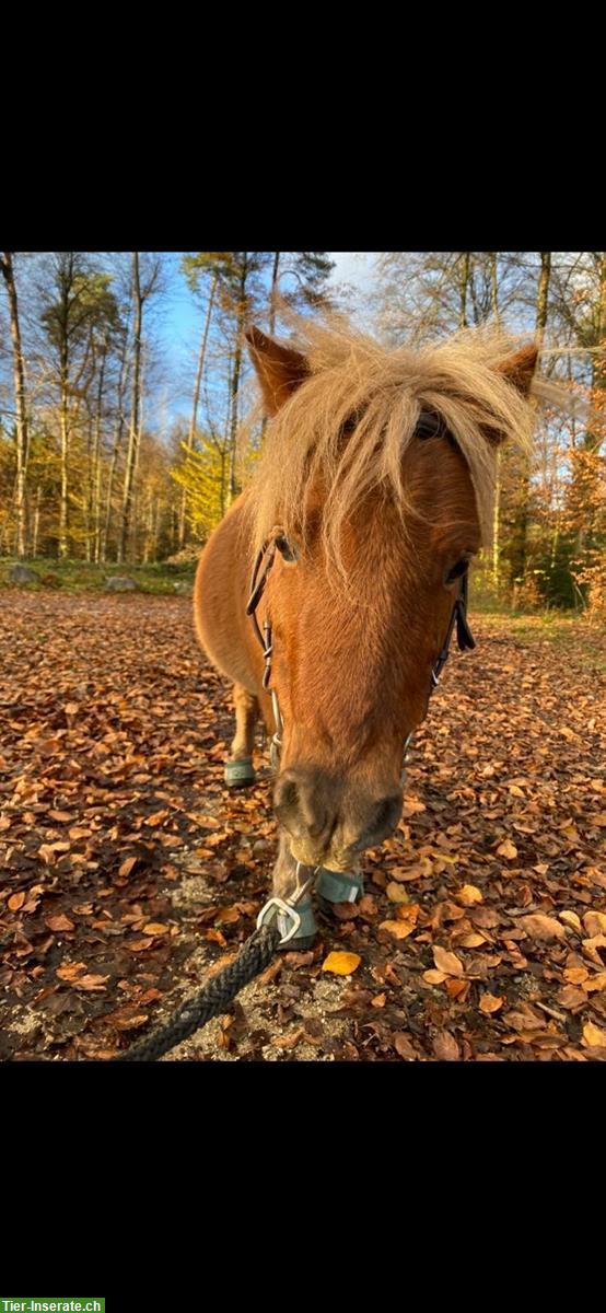 Bild 3: Fahr-/Pflege-/Spazierbeteiligung für Ponys in Deitingen SO