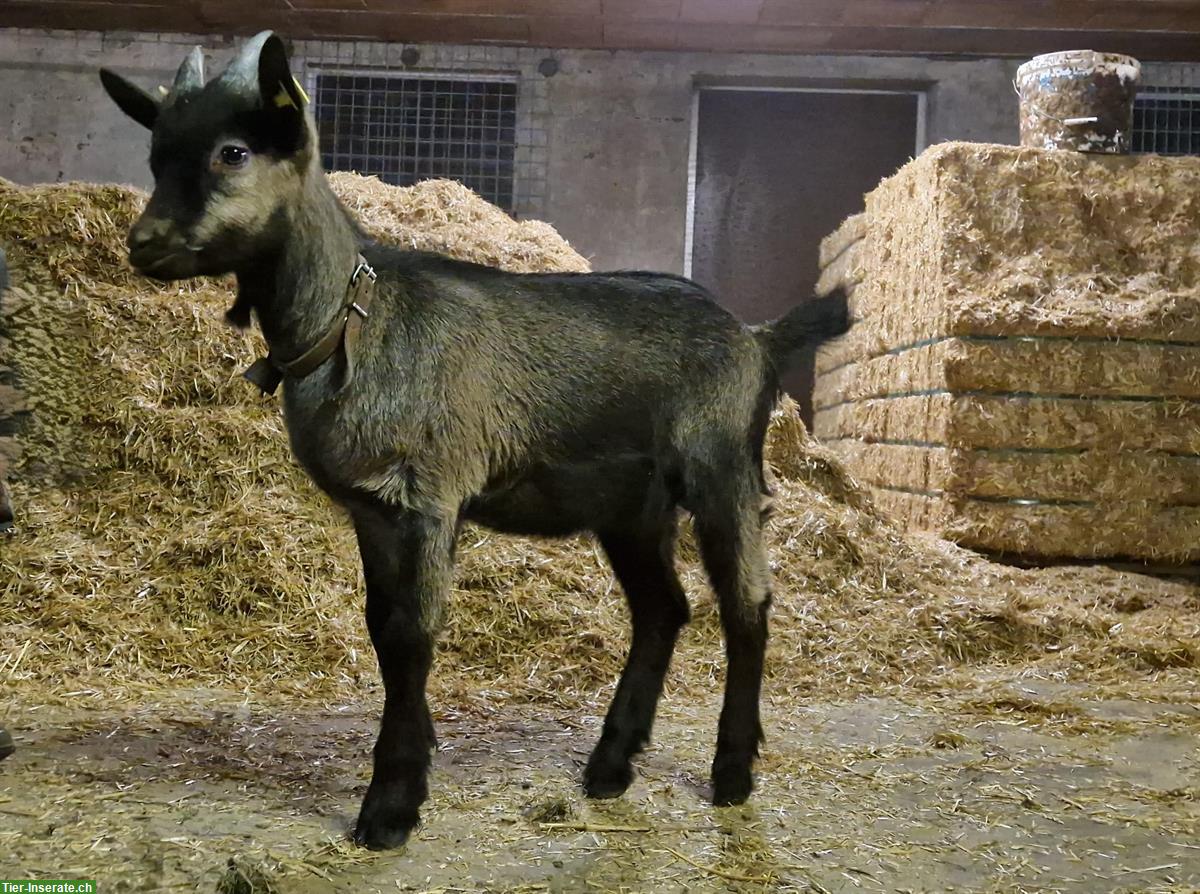 Gitziböckli aus Handaufzucht