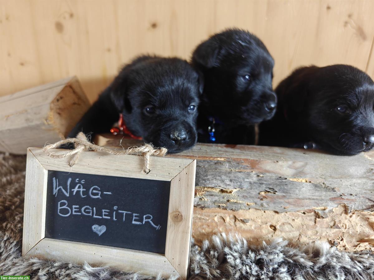 Schöne, robuste Labrador Mischlingswelpen