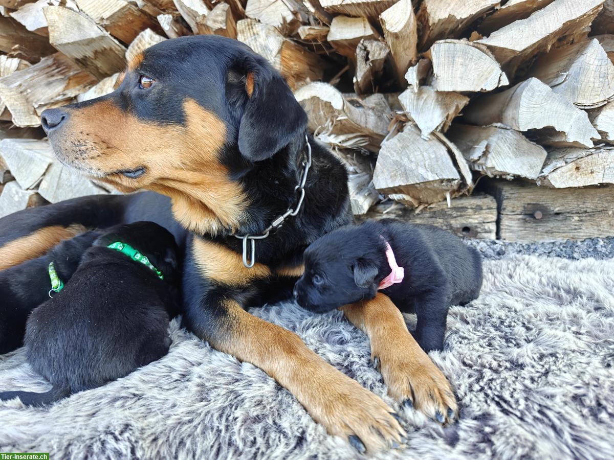 Bild 3: Schöne, robuste Labrador Mischlingswelpen