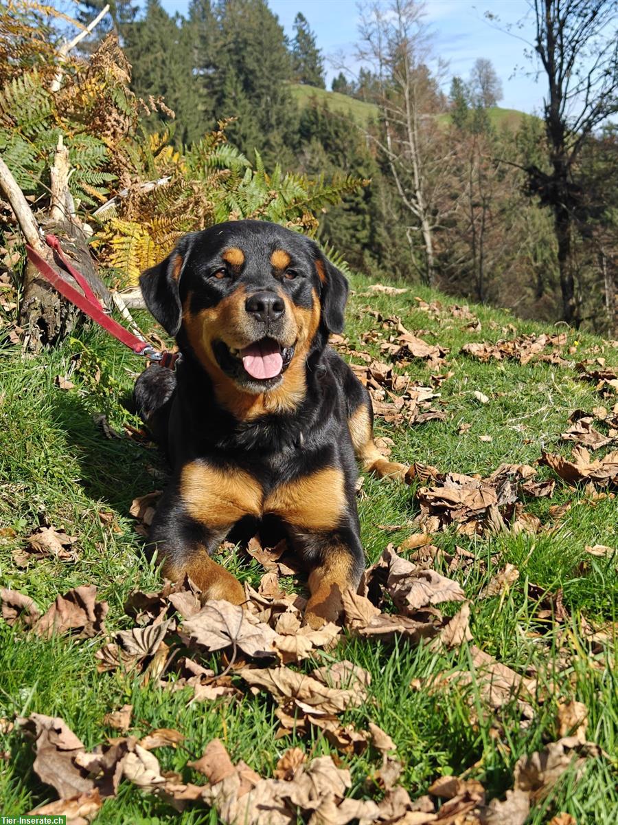 Bild 5: Schöne, robuste Labrador Mischlingswelpen