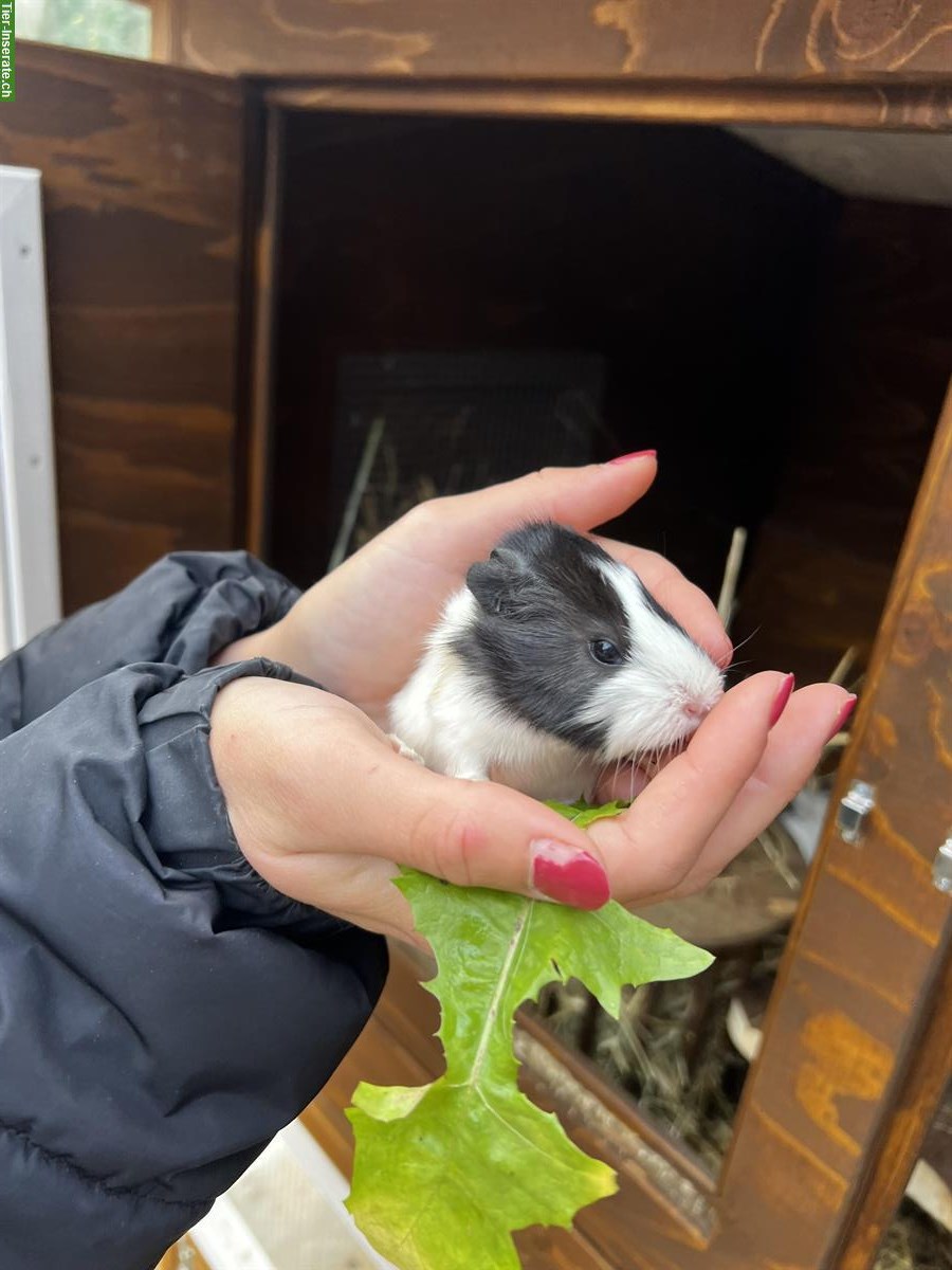 Bild 2: Meerschweinchen suchen ein Zuhause